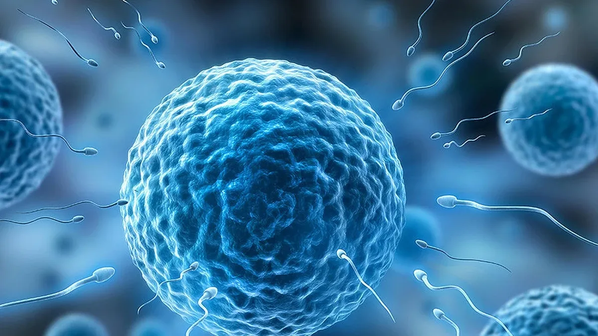A large study found embryos with whole chromosome abnormalities resulted in zero live births, while those with segmental...