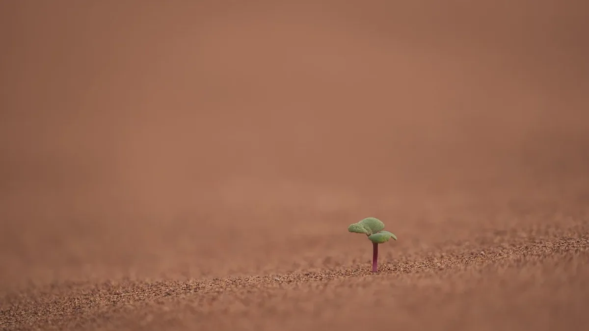 Eu Policy: Plant, sand, desert, drought, lonely, climate change.