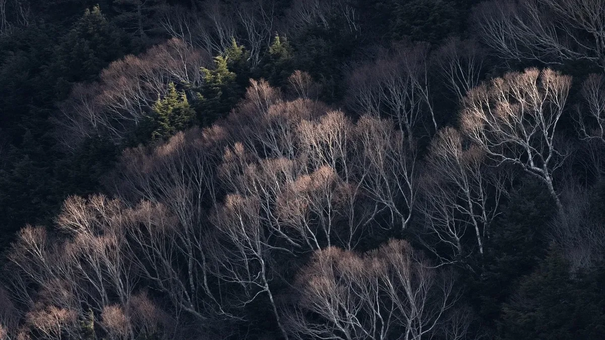 Environment Secretary Angela Eagle will announce a £79 million funding package to plant half a million trees and restore...