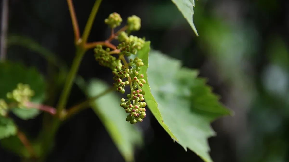 France's agriculture ministry forecasts its smallest wine harvest in 30 years, at just under 34 million hectolitres...