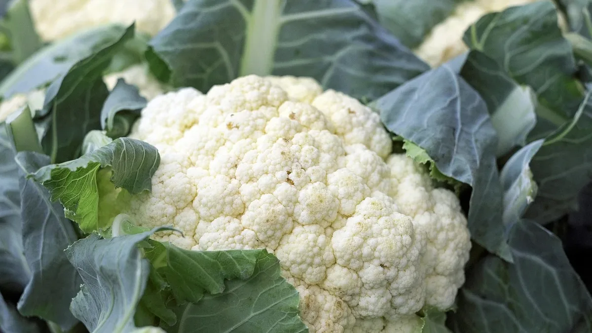 The Royal Horticultural Society says England's changed climate makes cauliflower cultivation unviable for home gardeners...