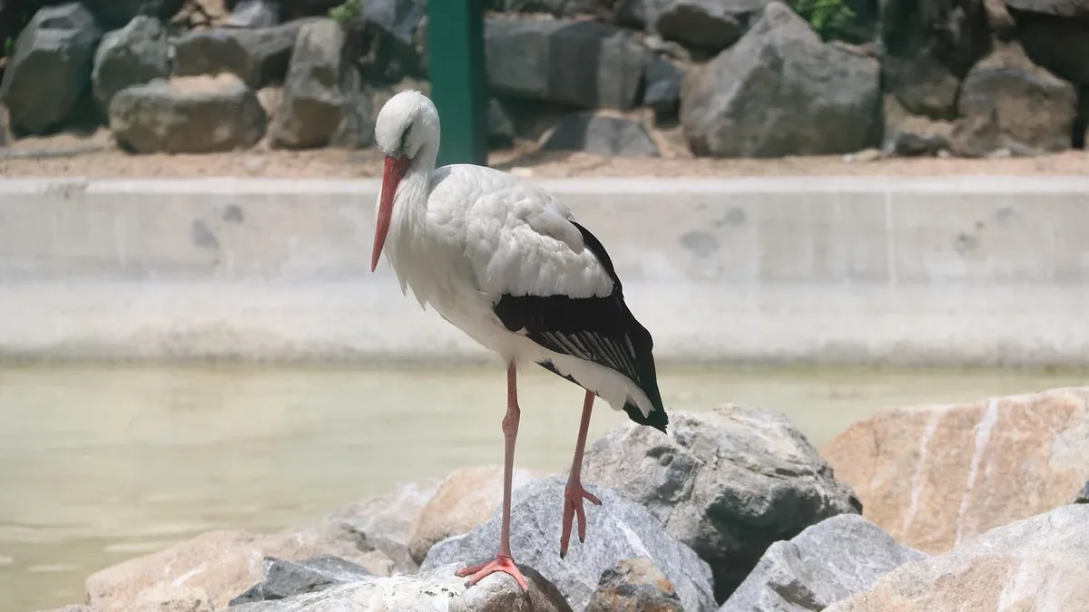 Responses: Heron, fish, drought, hunger, dehydrated, nature.