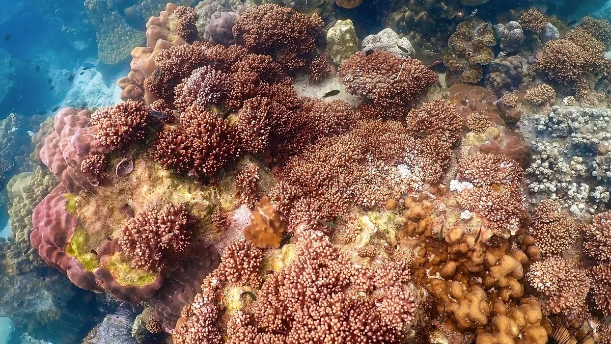 Hurricane Lala has triggered a parametric insurance policy for Hawaii's coral reefs, leading to the first payout for...