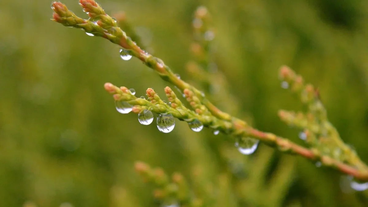 Seasons: Nature, drops, rain, wet, water drops, glistening.