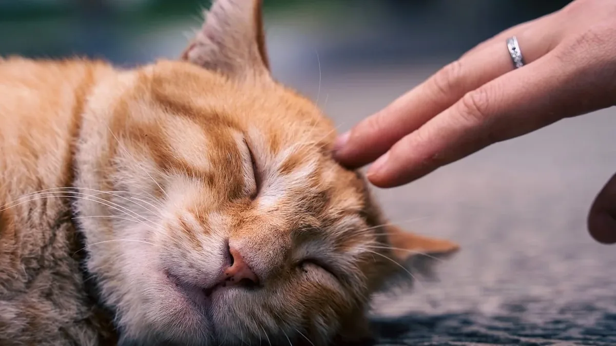 Research challenges the stigma of co-sleeping with pets, showing animals can act as genuine attachment figures, providing...