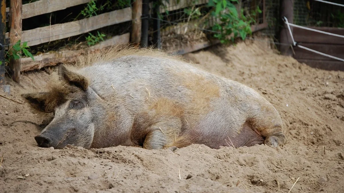 A 2000 agreement requiring Smithfield Foods to replace its polluting hog waste system has ended without implementation