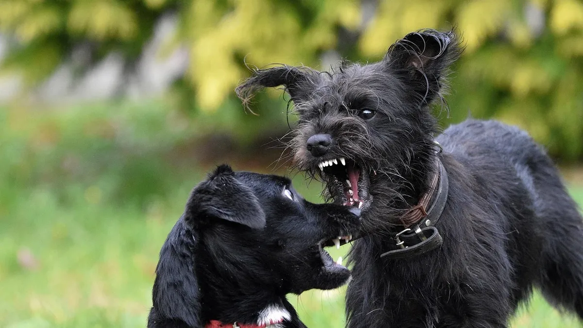 Generation: Dogs, fight, canine, nature, mammals, animals.
