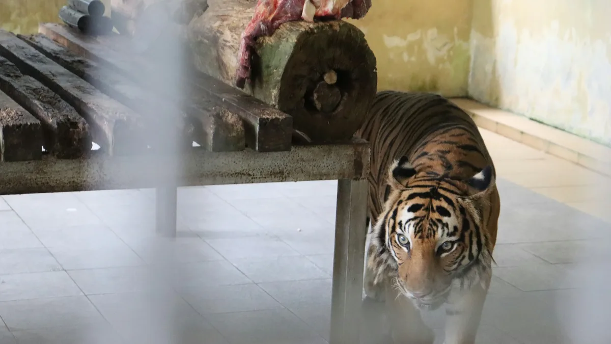 Late-night host Jimmy Kimmel critiqued Donald Trump's AI-generated video of wrestling a tiger and his claims of acing a...
