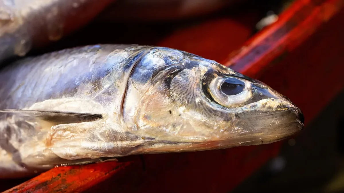 Scientists explain the evolutionary reasons for the red-lipped batfish's strange 'feet' and red lips, though much of its...