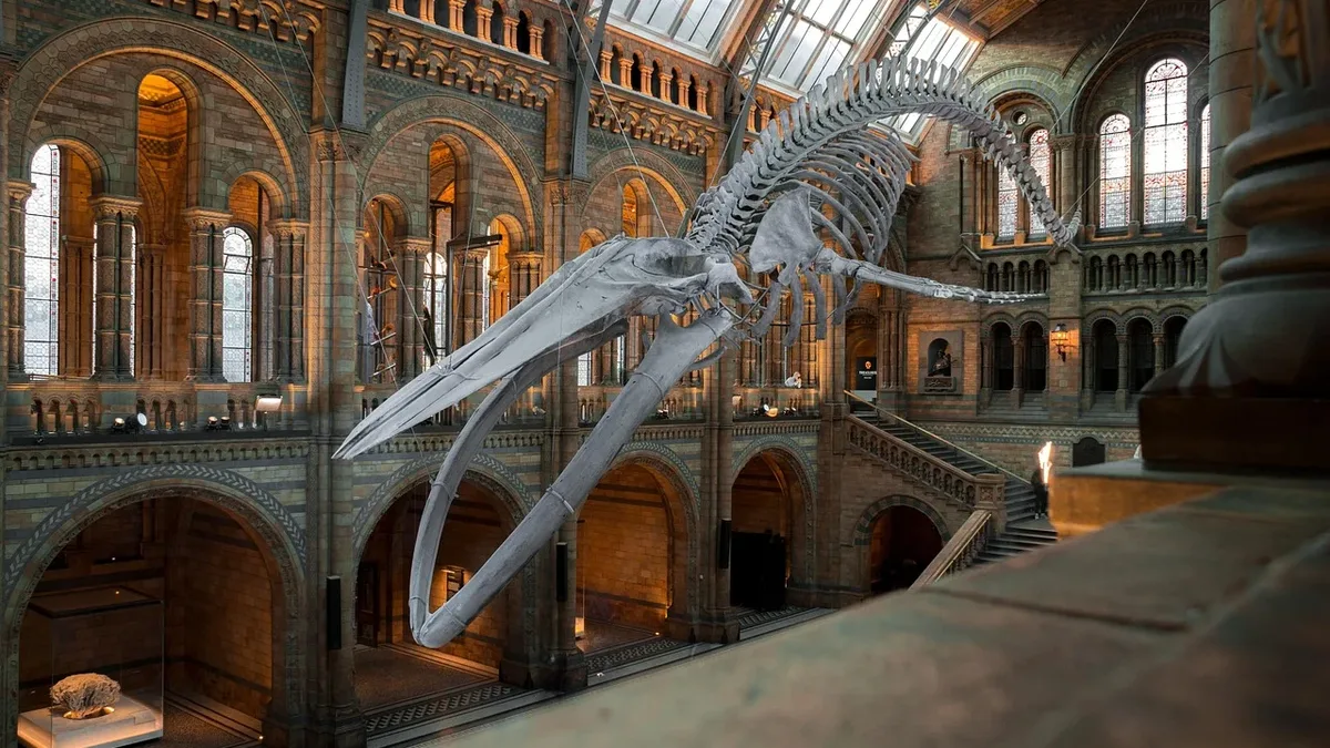 A new museum dedicated to whales, called The Whale, will open in Andenes, Norway, on June 4, 2027
