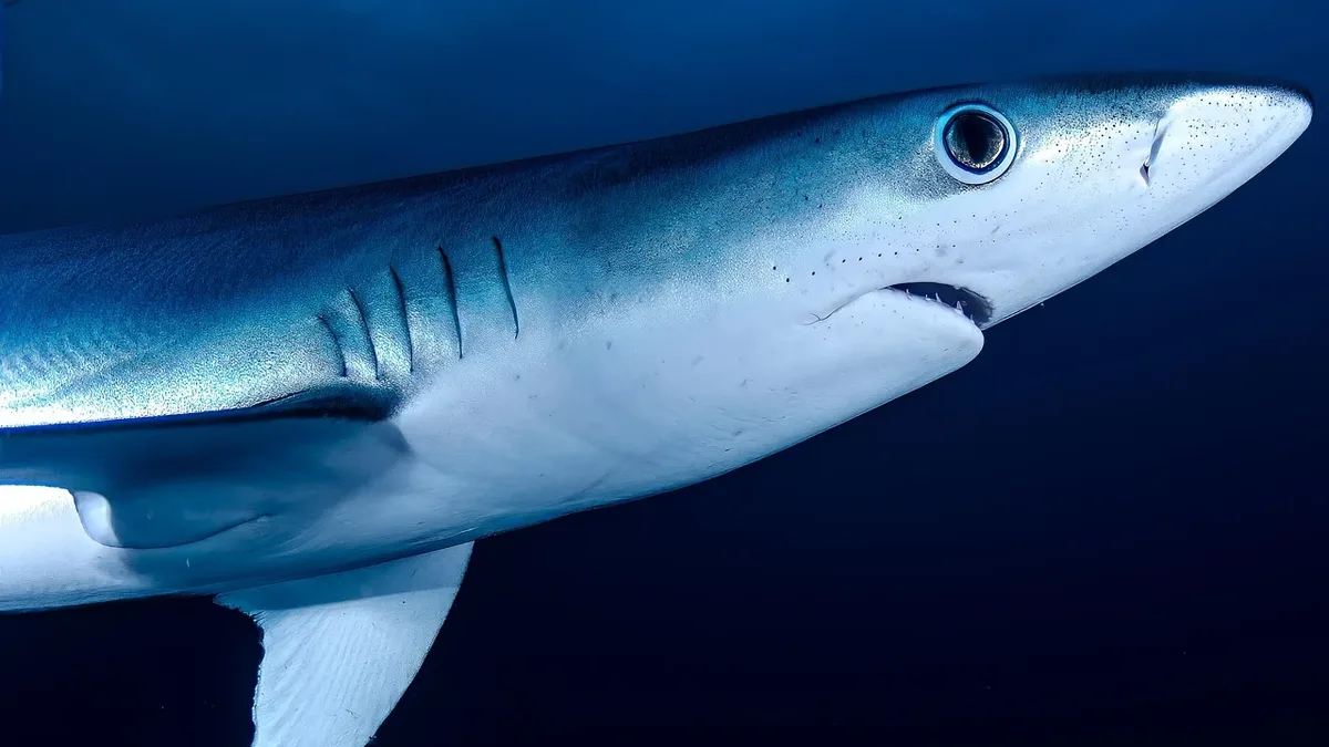 IT manager Luke Rogers, a cancer survivor from Perton, is training to swim with great white sharks in Australia in 2026...