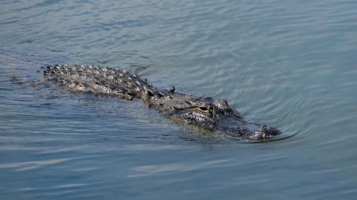 Competition: Close-up of an American alligator swimming calmly in open water, showcasing its natural habitat and features.