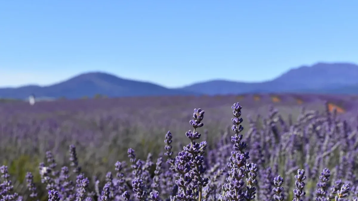 Amouage, in partnership with LMR Naturals by IFF, is developing a new perfumery ingredient from the unique Damascena rose...