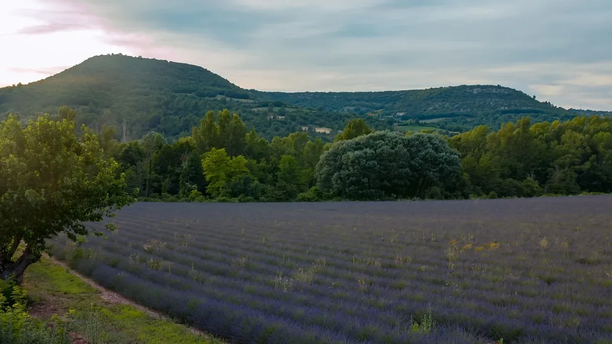 The harvest of lavender and lavandin in Provence is underway, with cooperative SCA3P collecting over a quarter of global...