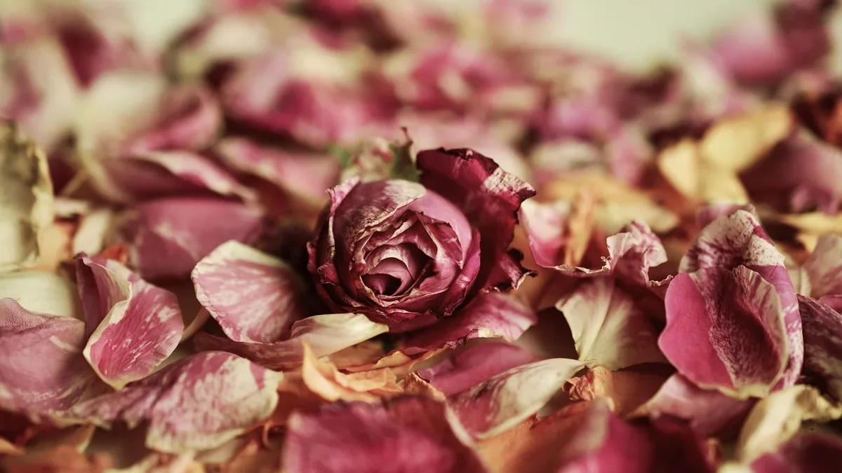 Performance: Rose petals, roses, fragrance, fragrances, petals, wilted.