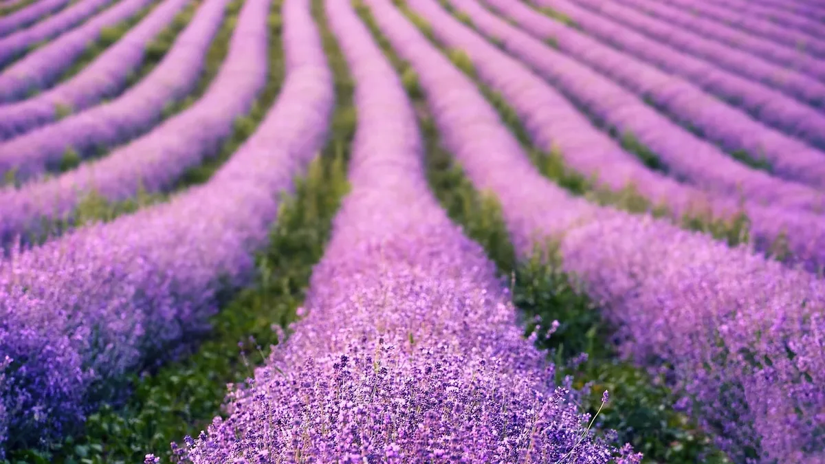 Jo Malone London has partnered with Fortnite to promote its Sea Salt & Bergamot collection, aiming to attract Gen Z consumers
