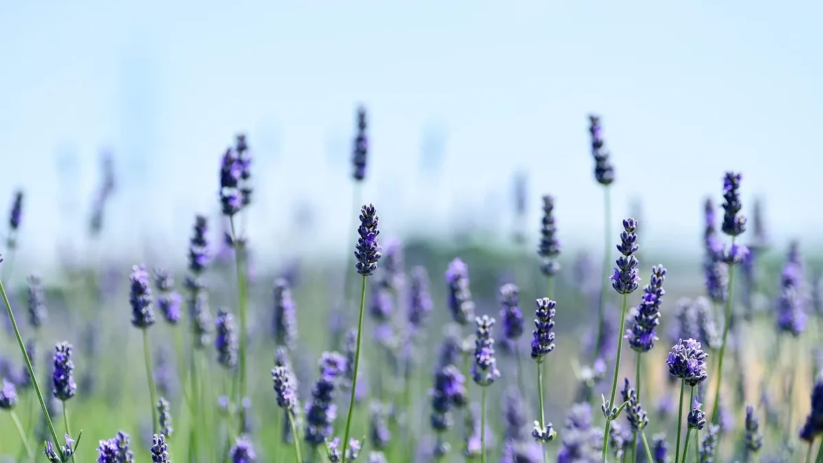 The beauty industry is adapting to the demands of urban living by developing products that protect skin and hair from...
