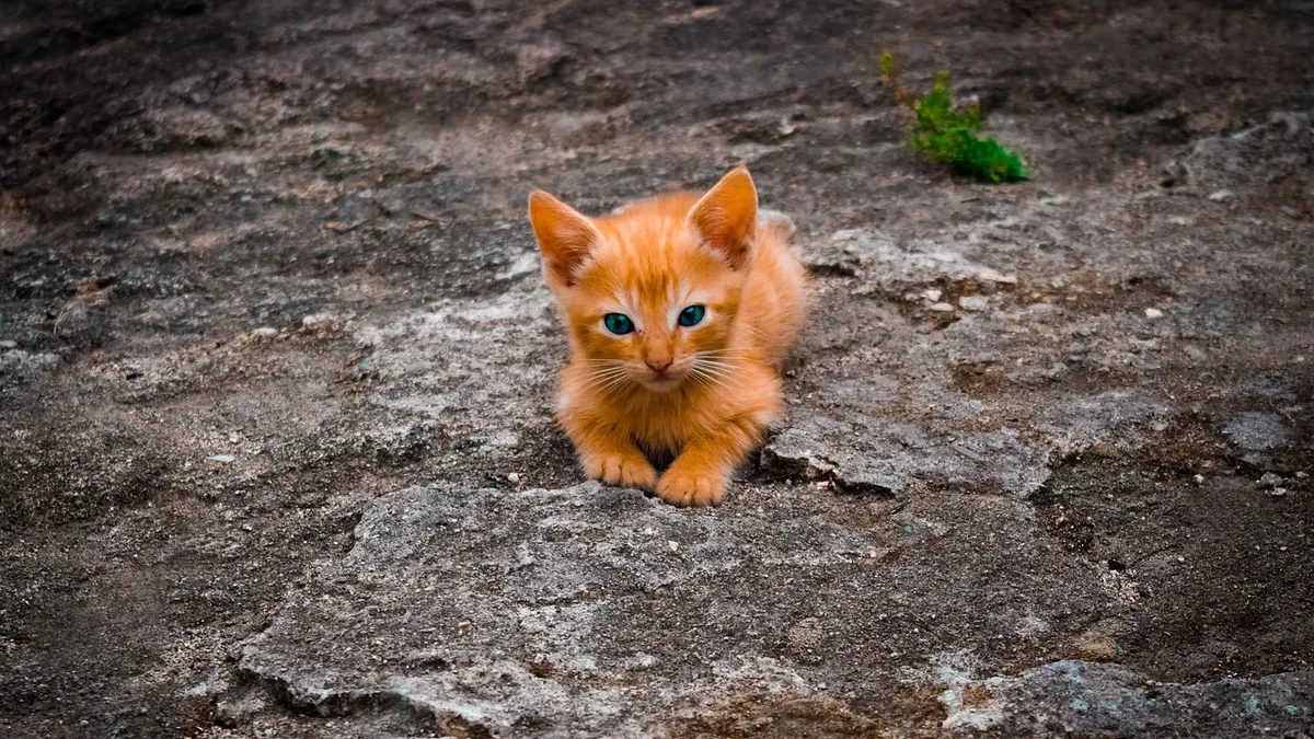 JJ Yosh and his cat Simon, known as Backpacking Kitty, plan a multi-year quest to climb the Seven Summits, with Simon's...