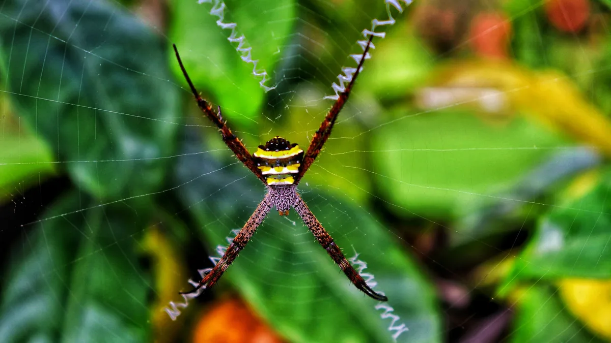 Arachnid expert explains why spiders are more visible on trails in late summer and fall, and why hikers have little to...