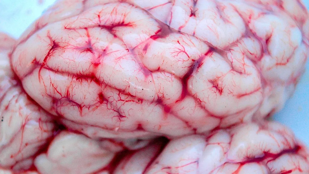 Stimulating the vagus nerve in mice after training triggered rhythmic brain blood flow changes linked to better long-term...