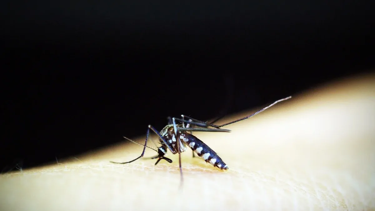 The severity of a person's reaction to mosquito bites is determined by their immune system's unique response to proteins...