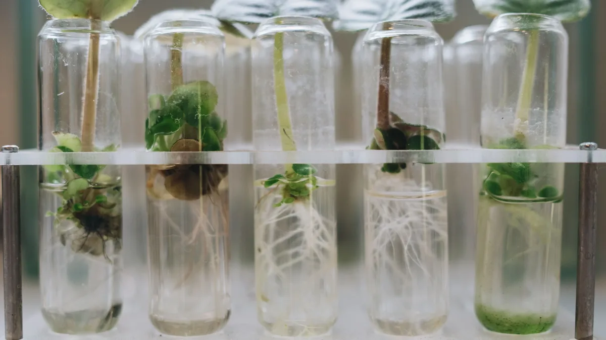 Researchers at the University of Leeds used AI to screen tens of millions of plant proteins and identified nearly 800...