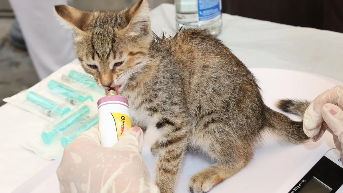 BioCraft Pet Nutrition CEO Shannon Falconer discusses the company's safety dossier, regulatory pathway with the FDA, and...