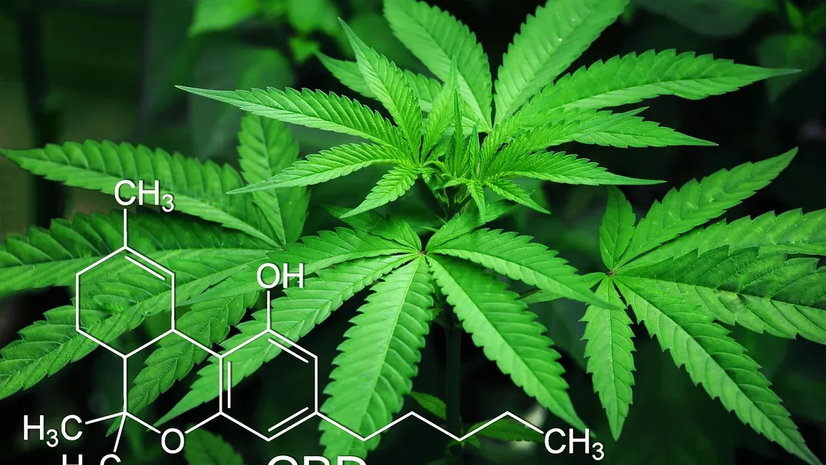 The European Food Safety Authority has deemed CBD safe for adults over 25, a major step for over 100 pending applications