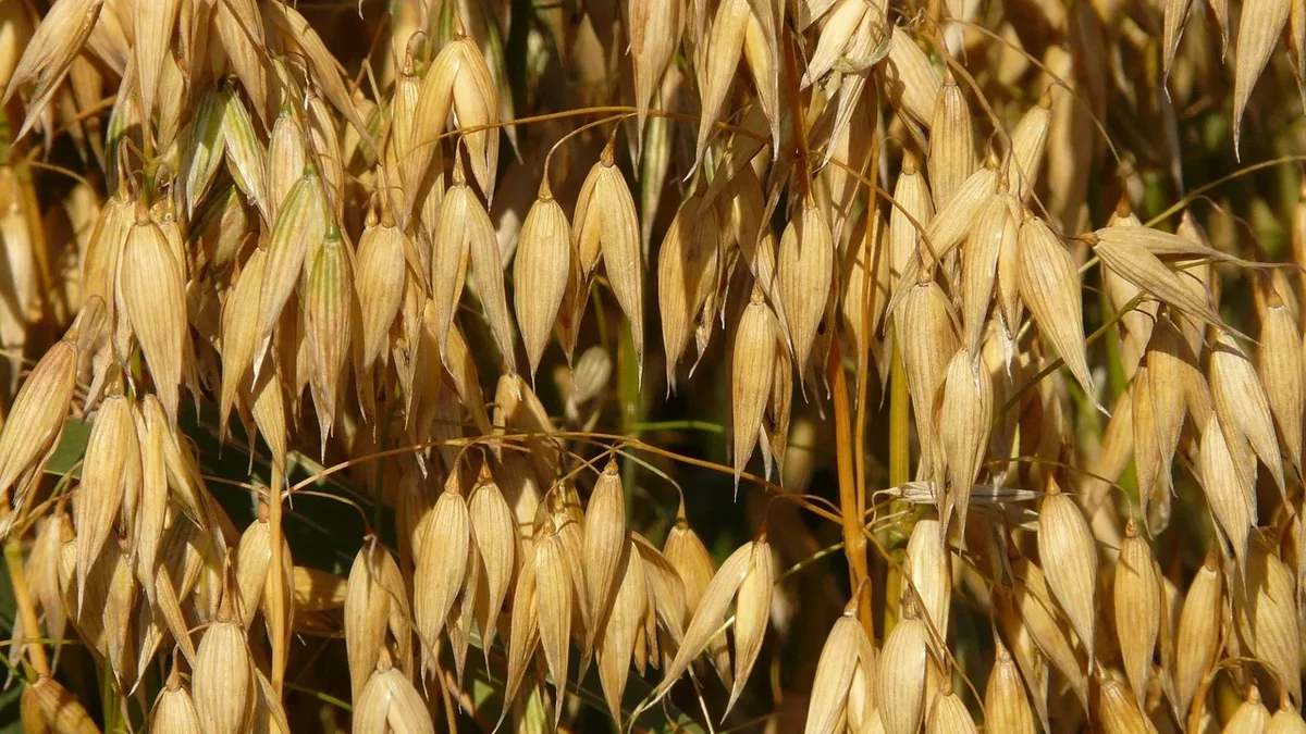 InnerPlant argues imaging tech fails farmers by detecting plant disease too late, and promotes its biotech solution: soy...