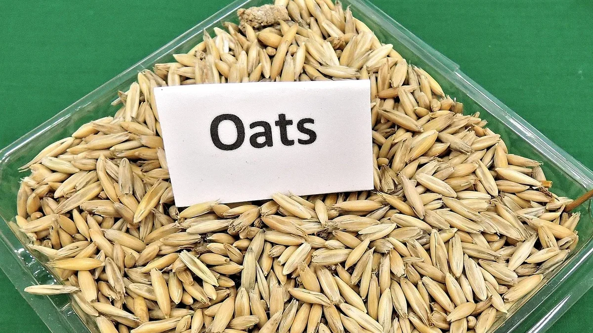 Researchers have engineered yeasts to convert plastic bottles and crop waste into edible proteins and nutrients, creating...