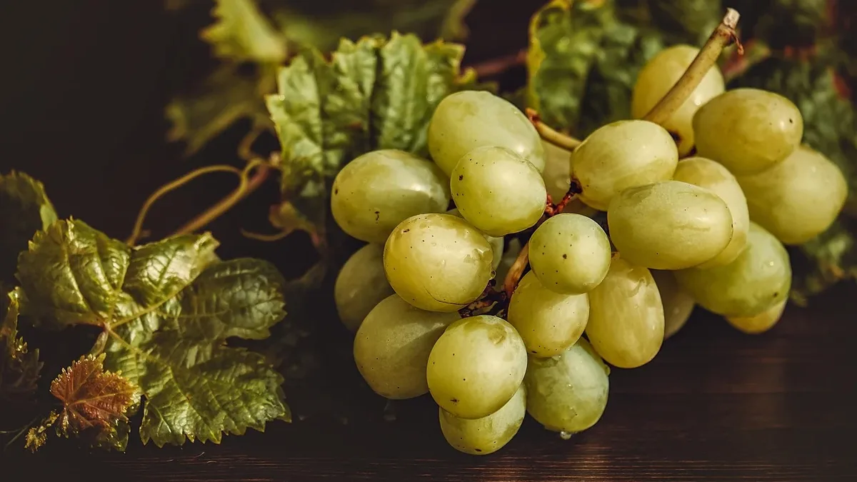 The province of Nova Scotia is providing $1.2 million to the Verschuren Centre to expand its precision fermentation facility...