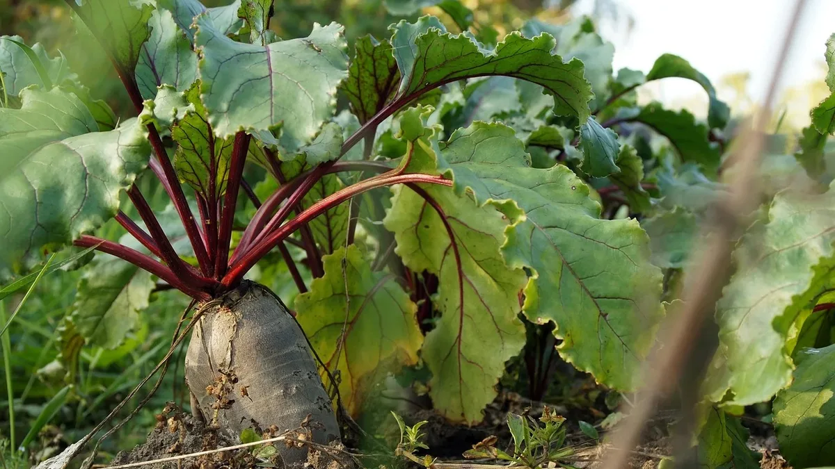Oterra is collaborating with sustainability platform HowGood to provide Product Carbon Footprint data for its natural...