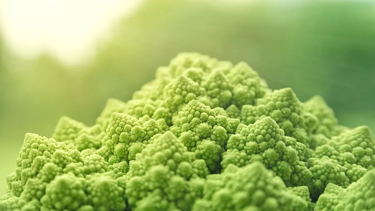 UK startup PhytoFoundry is emerging from stealth to produce high-value bioactives like bakuchiol using plant cell culture