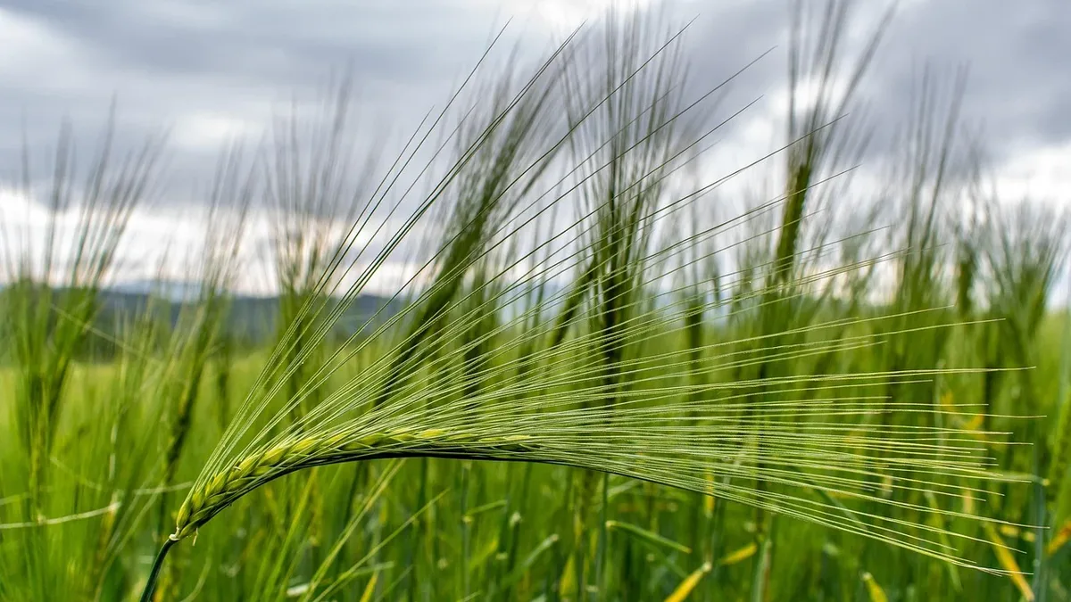 Companies ORF Genetics and BioBetter are using genetically engineered barley and tobacco plants to produce growth factors...