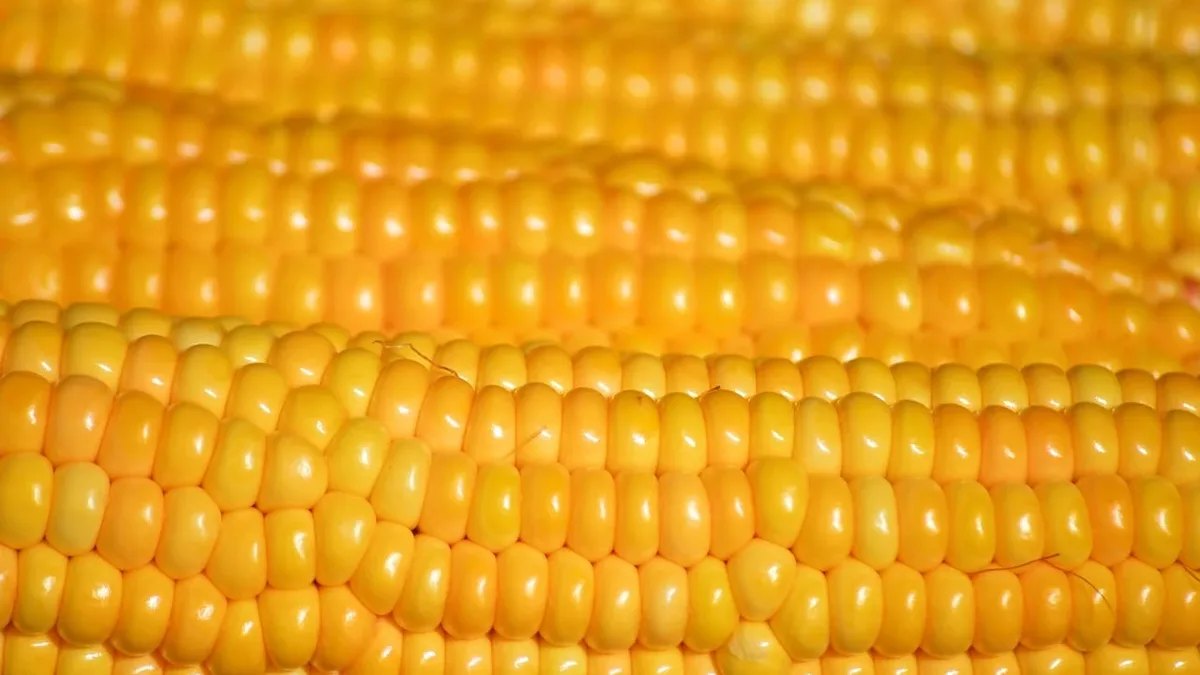 Vienna-based food tech company Revo Foods has launched a new crowdinvesting round to fund the development of its 3D food...
