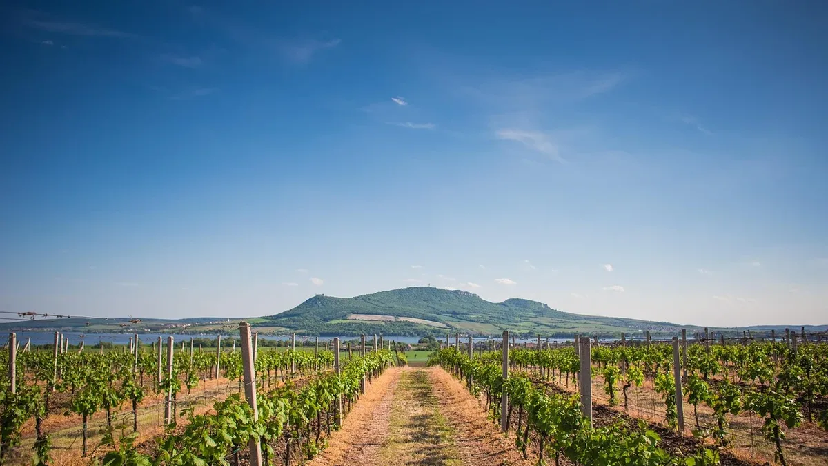 European winemakers are adapting to climate change with irrigation, higher altitude vineyards, and hardier grapes, but...