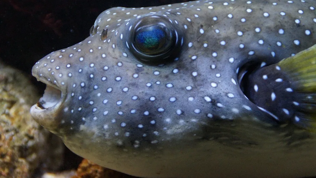 Rising sea temperatures are causing pufferfish species to interbreed, creating hybrids that contain unpredictable toxin...