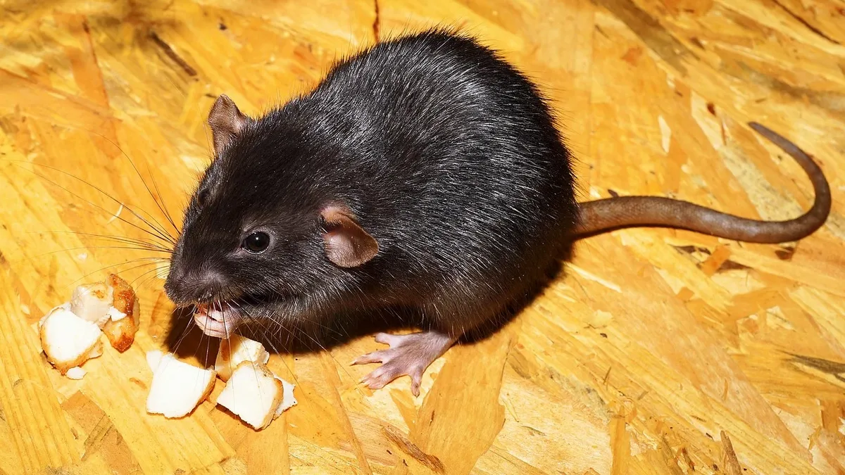 Especies: Alberta’s rat programme shows community can outpace poison