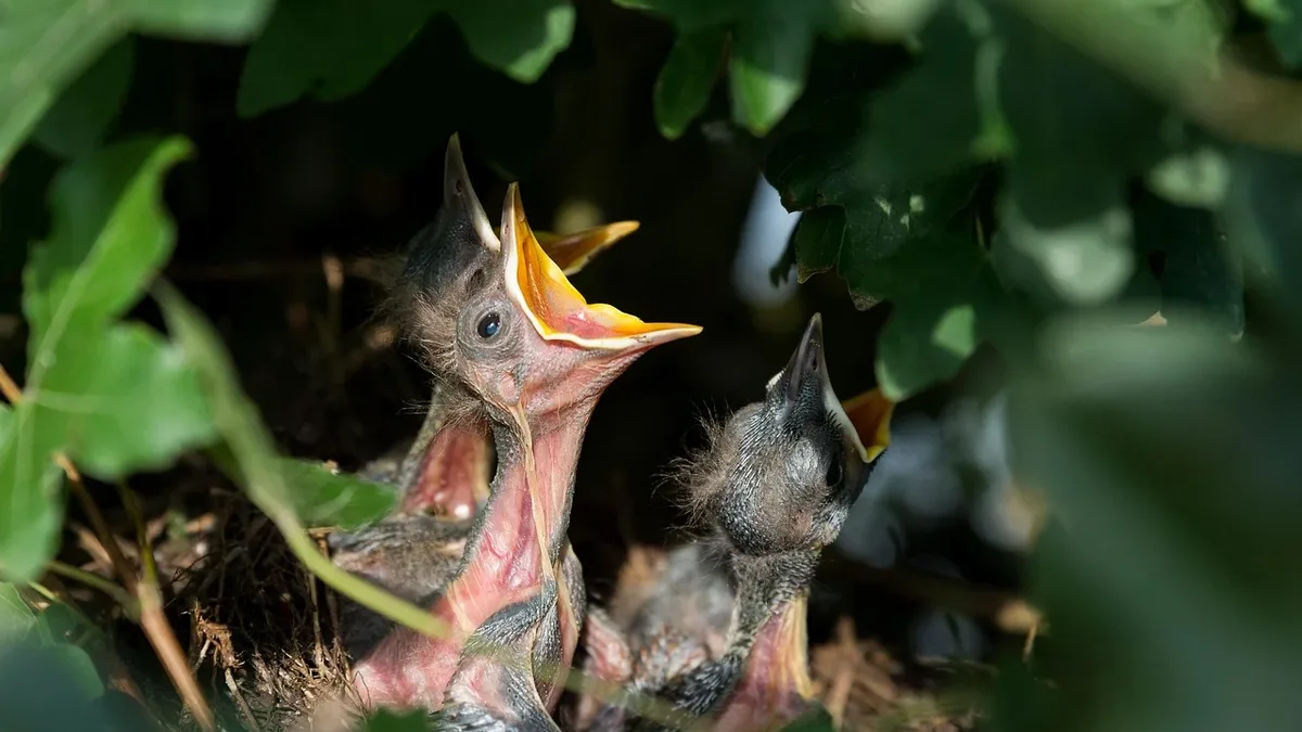 Audubon Florida's research team completed its summer monitoring of wading bird nests in Florida Bay, counting 1,819 nests...