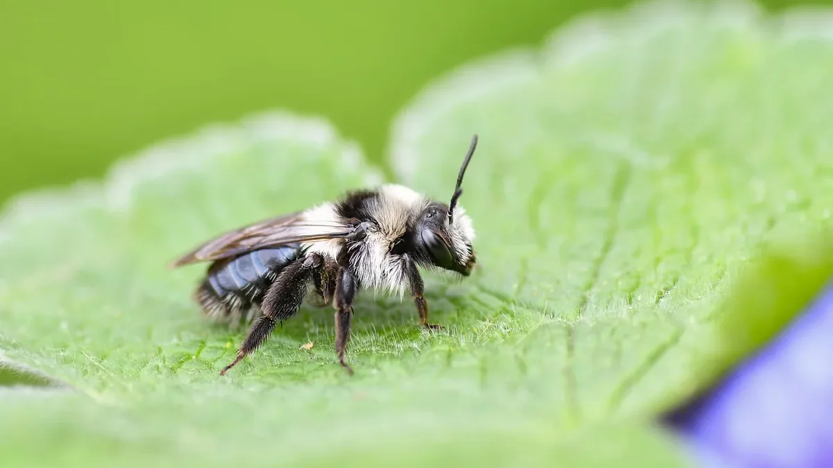 Centros Y Voluntariado: Gilly McArthur rescued a buff-tailed bumblebee queen with a broken wing 52 days ago