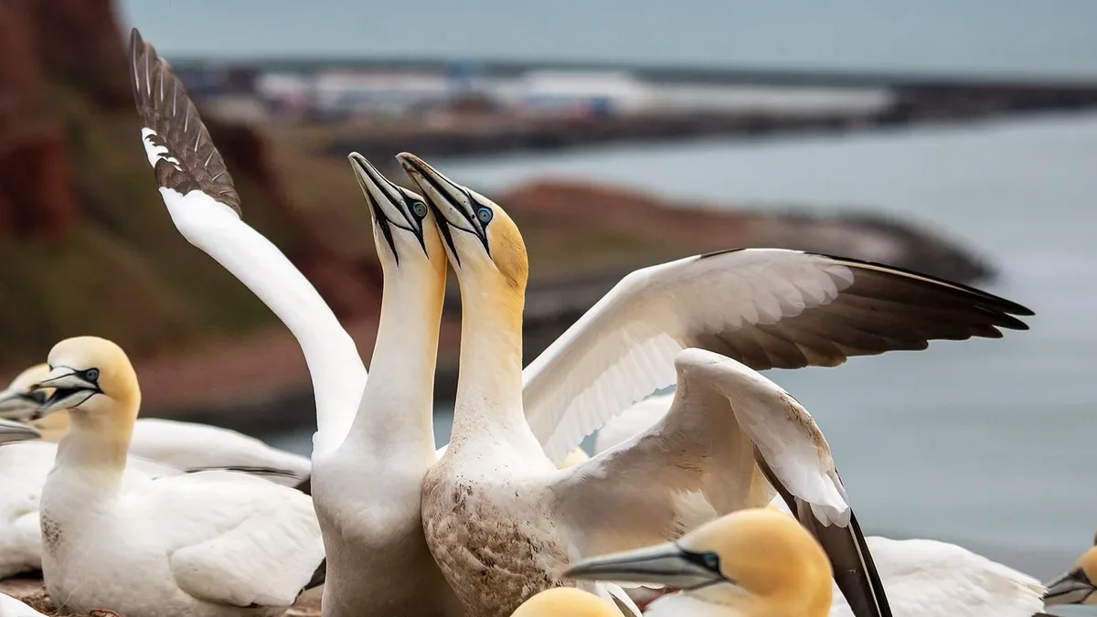 A study by the RSPB and Aarhus University finds the Bass Rock gannet colony, hit by bird flu in 2022, will need at least...