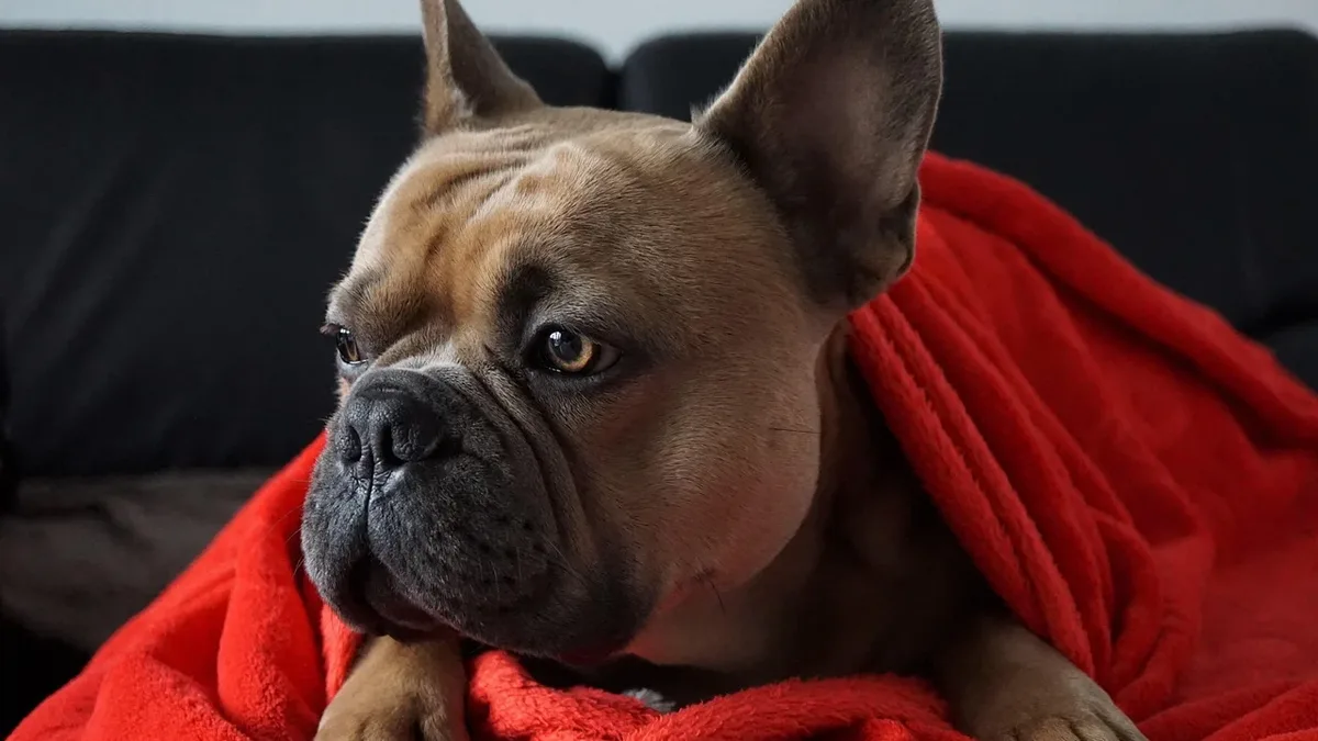 A French bulldog named Cassie died after intervening in a black bear attack on her owners, Jeff and Mallory Wilson, at...