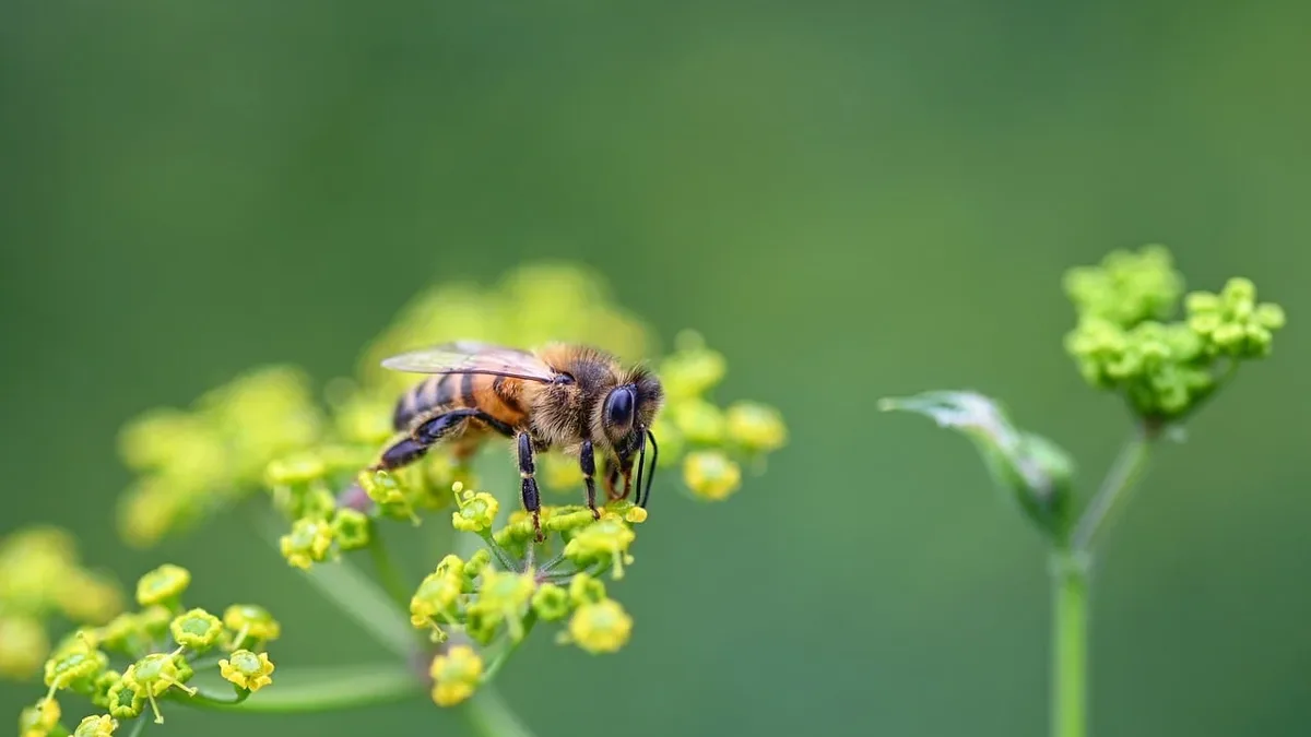 British beekeepers warn Asian hornets are creating 'pollinator deserts' and threaten food security, calling for a...