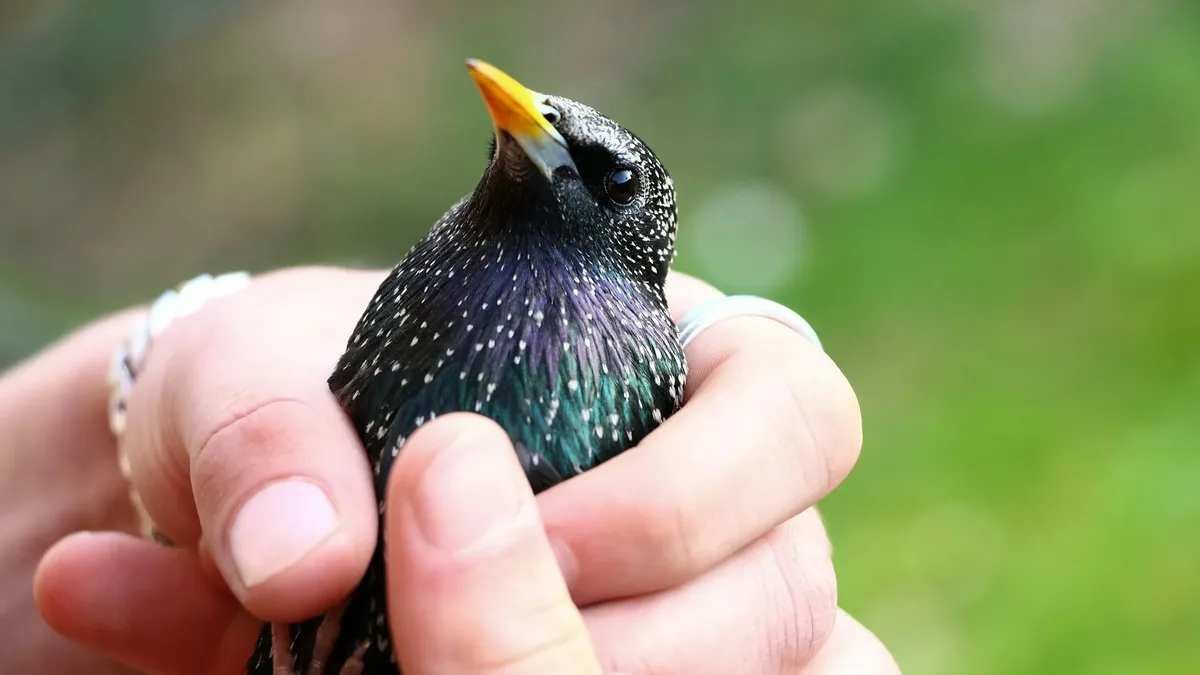 The Bent of the River Audubon Center recorded a banding 'grand slam,' capturing all four of its focal bird species in one...