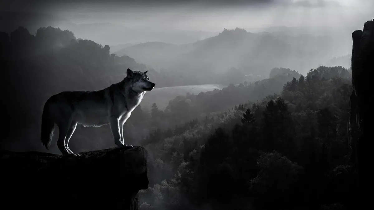 The British Columbia government is proposing to extend its controversial wolf cull program for five more years to protect...