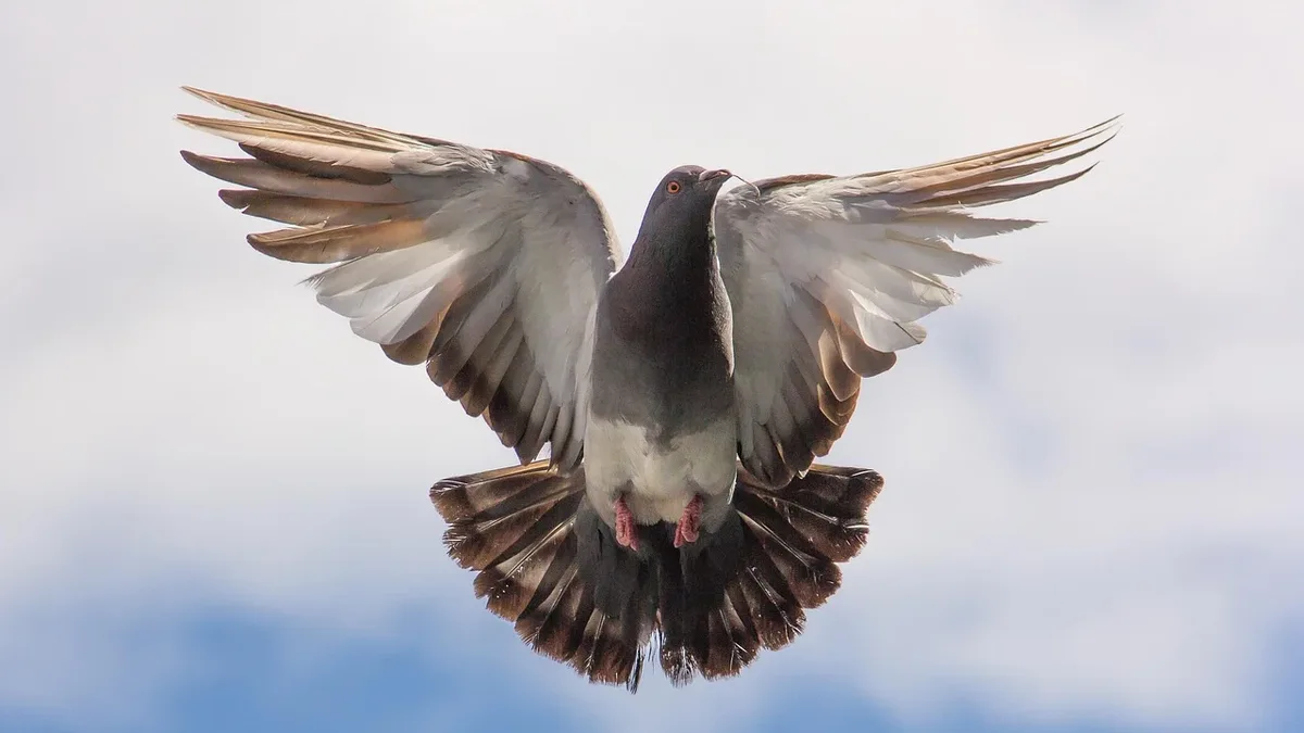 A trail camera on a Norfolk farm captures juvenile buzzards bickering over a dead pigeon, illustrating the competitive...