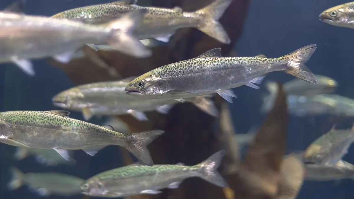 More than 13,000 Chinook salmon migrated up the Klamath River in 2025, nearly doubling the 2024 count and reoccupying 88%...