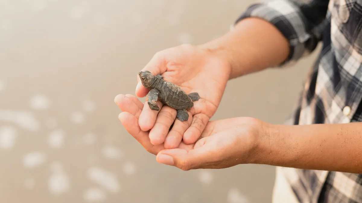 Rehabilitacion: A baby sea turtle held gently in hands, showcasing wildlife conservation efforts on a beach.