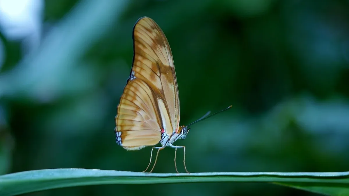 The Ticuna communities in the Amazon are facing significant threats from drug trafficking and deforestation, which are...