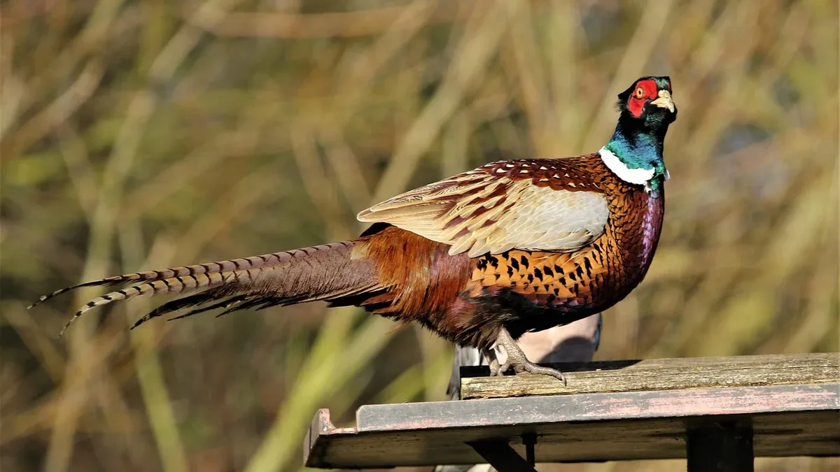 The UK government is consulting on new animal welfare laws that could license pheasant and partridge shoots and impose...